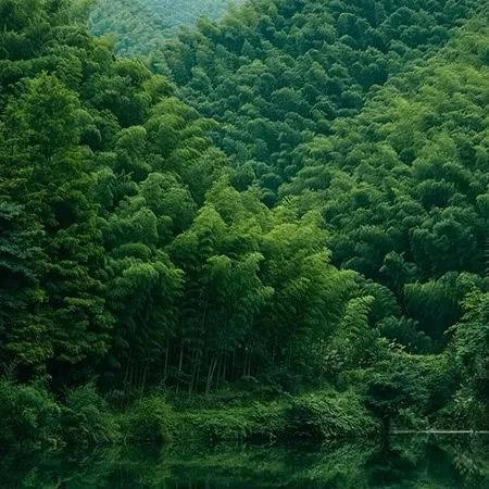 Plywood Biz Standard